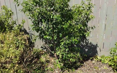 Photo of Kelsey S.'s yard after getting lawn care in Vacaville, CA