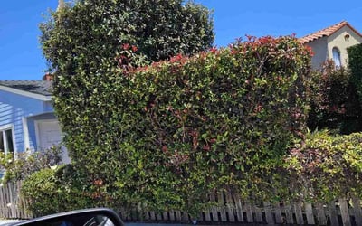 Photo of James G.'s yard after getting landscaping in Valencia, CA