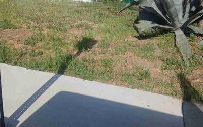 Photo of Lauren H.'s yard after getting landscaping in Banning, CA