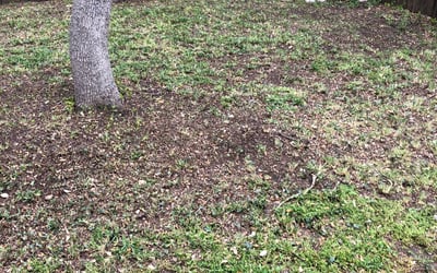 Photo of Andrew E.'s yard after getting landscaping in Waring, TX