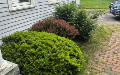 Photo of Dina F.'s yard after getting landscaping in Lebanon, CT