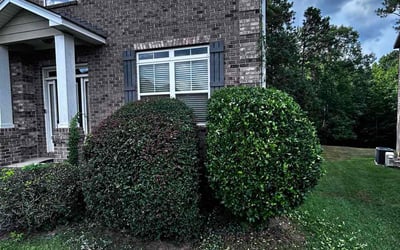 Photo of Steven T.'s yard after getting landscaping in Blythewood, SC