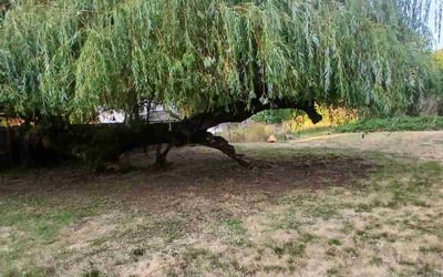 Photo of Susan M.'s yard after getting landscaping in Vancouver, WA