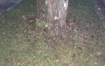Photo of Courtney A.'s yard after getting landscaping in Denison, TX
