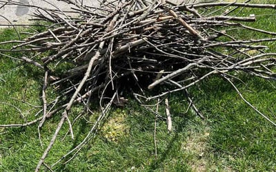 Photo of Steve S.'s yard after getting landscaping in Brooksville, KY