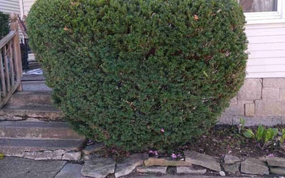 Photo of Mary K.'s yard after getting landscaping in Laurelville, OH