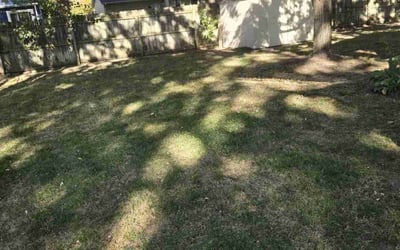 Photo of Joe L.'s yard after getting landscaping in Zeeland, MI