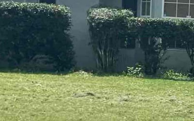Photo of Latoya G.'s yard after getting landscaping in Ocala, FL