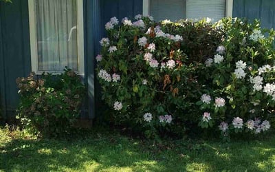 Photo of Angel G.'s yard after getting tree care in Bend, OR