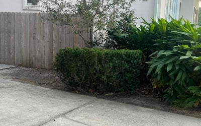 Photo of David G.'s yard after getting tree care in Metairie, LA