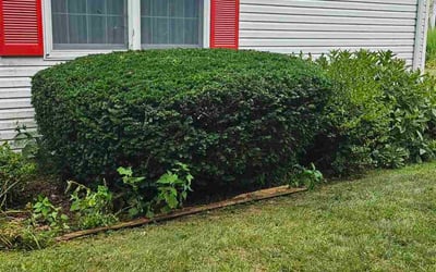Photo of Beth S.'s yard after getting tree care in Lancaster, PA