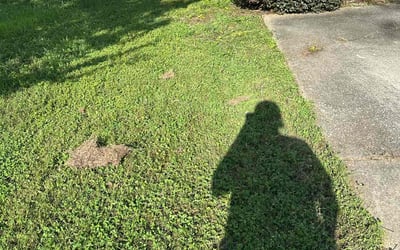 Photo of Sam M.'s yard after getting landscaping in Pelham, AL