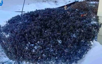 Photo of Terri S.'s yard after getting lawn care in Mission, KS