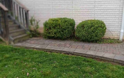 Photo of Calvin R.'s yard after getting tree care in Chevy Chase, MD
