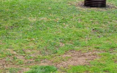 Photo of Jessica M.'s yard after getting landscaping in Dillsboro, IN