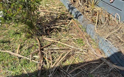 Photo of Shannon R.'s yard after getting landscaping in Naples, FL