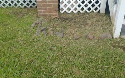 Photo of Nichole L.'s yard after getting lawn care in Cleveland, TX
