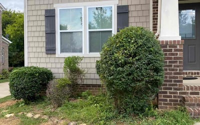 Photo of Elizabeth G.'s yard after getting tree care in Fort Mill, SC