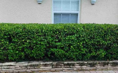 Photo of Jason A.'s yard after getting landscaping in Oviedo, FL