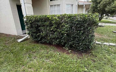 Photo of Leana S.'s yard after getting tree care in Odessa, FL