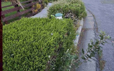 Photo of Evelyn C.'s yard after getting tree care in Camarillo, CA