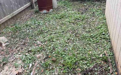 Photo of Jeff S.'s yard after getting landscaping in Cedar Park, TX