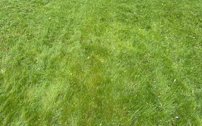 Photo of Matt B.'s yard after getting landscaping in Minneapolis, MN