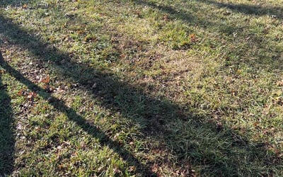 Photo of Mike H.'s yard after getting landscaping in Wellington, MO