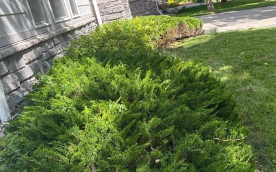 Photo of Hillary L.'s yard after getting landscaping in Grand Junction, CO