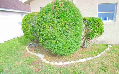 Photo of James L.'s yard after getting landscaping in Zephyrhills, FL