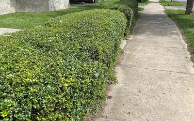 Photo of Carol H.'s yard after getting landscaping in Geneva, NY