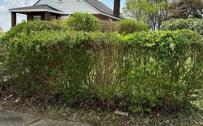 Photo of Ebony M.'s yard after getting landscaping in Connellsville, PA