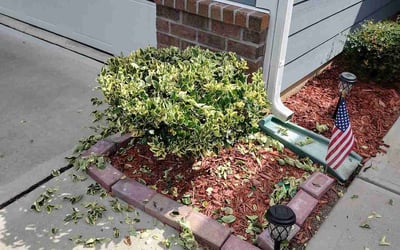 Photo of Lori G.'s yard after getting landscaping in Blackstock, SC