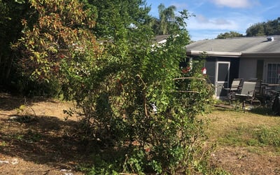 Photo of Ashley M.'s yard after getting landscaping in Elfers, FL