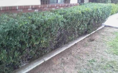 Photo of Richard H.'s yard after getting landscaping in Eloy, AZ