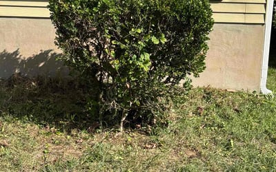 Photo of Carl B.'s yard after getting landscaping in Finksburg, MD