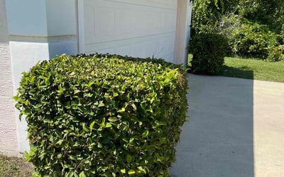 Photo of Josephine V.'s yard after getting landscaping in De Leon Springs, FL