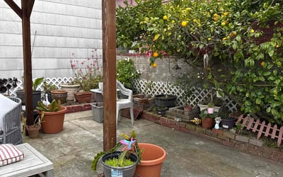 Photo of Laurie I.'s yard after getting tree care in San Francisco, CA