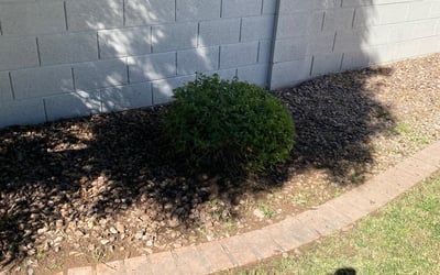 Photo of Larry L.'s yard after getting tree care in Goodyear, AZ