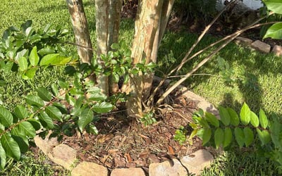 Photo of Alexandra B.'s yard after getting landscaping in Palm Coast, FL