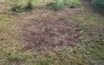 Photo of Nancy P.'s yard after getting landscaping in Richmond, VA