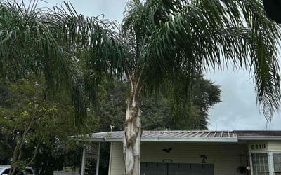 Photo of Jennifer A.'s yard after getting tree care in Davenport, FL