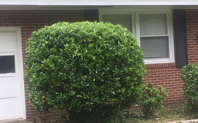 Photo of Kyle S.'s yard after getting landscaping in Gatesville, NC