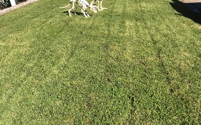 Photo of Amy F.'s yard after getting landscaping in Danciger, TX