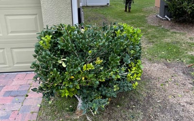 Photo of Ronald T.'s yard after getting landscaping in Astor, FL