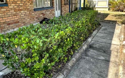 Photo of Donna S.'s yard after getting landscaping in Ozona, FL