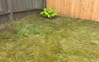 Photo of Angel D.'s yard after getting landscaping in Federal Way, WA