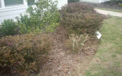 Photo of John M.'s yard after getting landscaping in Gainesville, FL