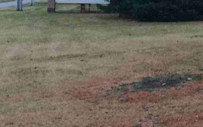 Photo of Donna C.'s yard after getting tree care in Monticello, MN