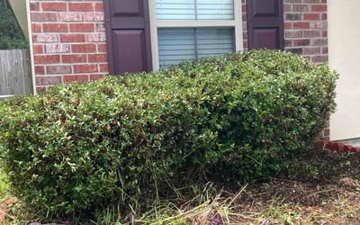 Photo of Anthony T.'s yard after getting tree care in Baton Rouge, LA